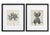 Black Karl Bossfeldt Urformen Der Kunst Photogravures, 9 For Sale - Image 8 of 16