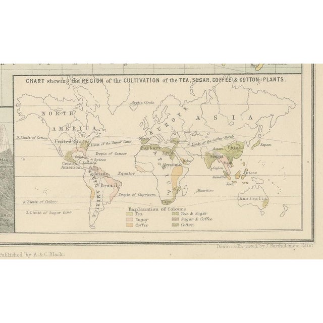 Late 19th Century Antique Zoological and Botanical Chart of the World Decorative Map, 1884 For Sale - Image 5 of 11