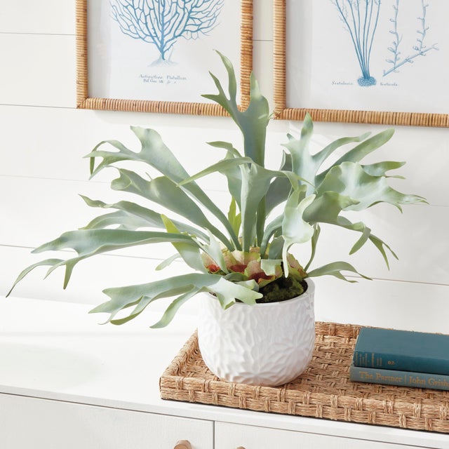 The Staghorn Fern is full of high drama, and sure to be a conversation starter. Typically found in wall configurations, we...