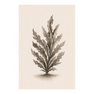 Botanical Seaweed Study Vii, Minimalist Coastal Art Print, 24" × 36" Reproduction For Sale