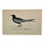 Antique Hand Tinted Bird Print From England Featuring a White-Winged Black Tern - Circa 1888 For Sale