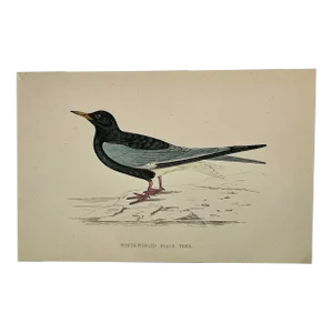Antique Hand Tinted Bird Print From England Featuring a White-Winged Black Tern - Circa 1888