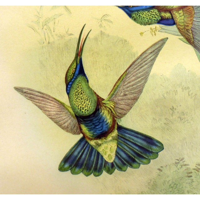 1940s Gould Hummingbird Lithograph, Petasophora Iolata. Bolivian Violet Ear, 20" X 16" For Sale - Image 6 of 7
