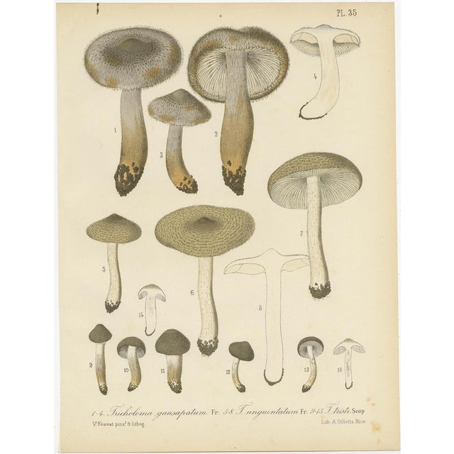 Barla, Mycology Illustrations of Various Fungi, 1890, Prints, Set of 12 For Sale - Image 4 of 14