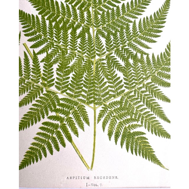 Illustration Antique Botanical Lithograph of a Fern Print by Edward J. Lowe London c.1867. For Sale - Image 3 of 5