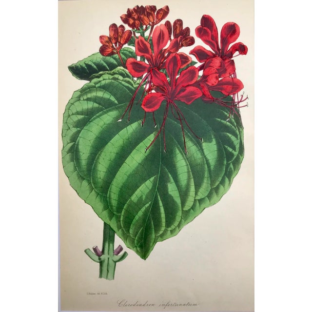 Antique Botanical Lithograph Published C. 1860 by S. Holden For Sale - Image 4 of 8