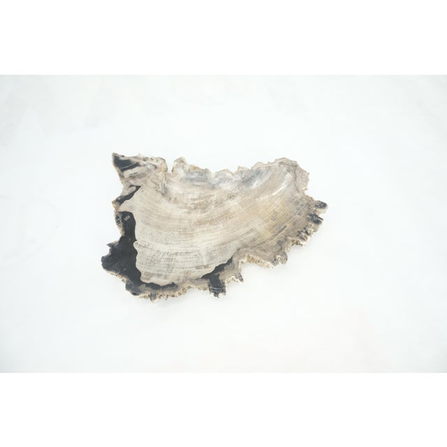 Petrified Wood Antarctica Shape Solid Black & Tanl Bowl Dish Large Plate Ashtray For Sale - Image 11 of 13