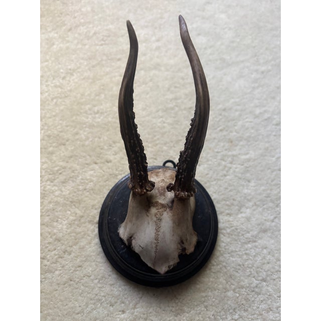 Late 19th Century Mounted Roe Buck Antlers, Set of Five For Sale - Image 5 of 16