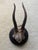 Late 19th Century Mounted Roe Buck Antlers, Set of Five For Sale - Image 5 of 16