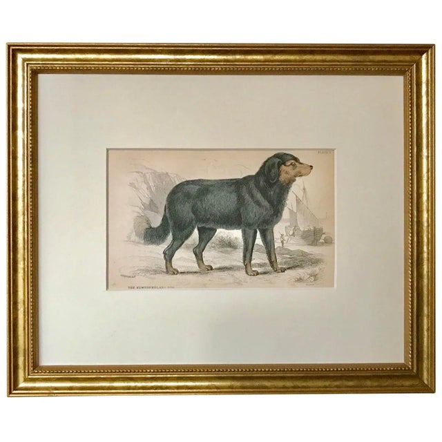 19th Century Antique Dog Print of a Newfoundland by Sir William Jardine London 1854 For Sale - Image 5 of 5