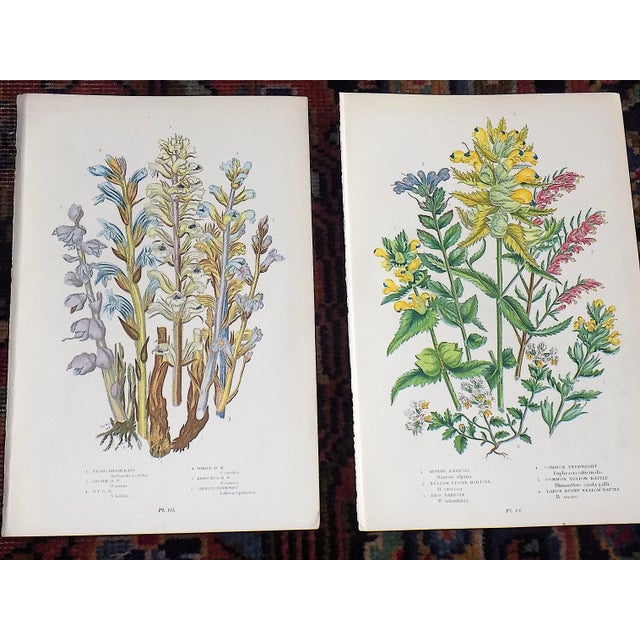 Printmaking Materials Antique 19th Century Botanical Lithographs - Set of 12 For Sale - Image 7 of 8