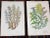 Printmaking Materials Antique 19th Century Botanical Lithographs - Set of 12 For Sale - Image 7 of 8