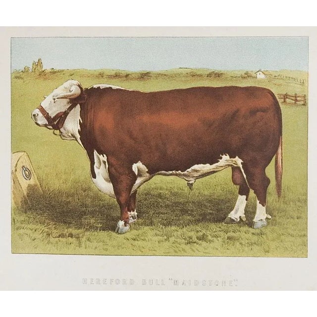 Antique 1880's Chromolithograph of Hereford Bull "Maidstone" For Sale - Image 4 of 4
