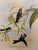 1990s Framed Prints, Set of 2, Refulgent Wood-Nymph, and Black-Banded Wood-Nymph, Hummingbirds Hill House Editions For Sale In Greenville, SC - Image 6 of 12