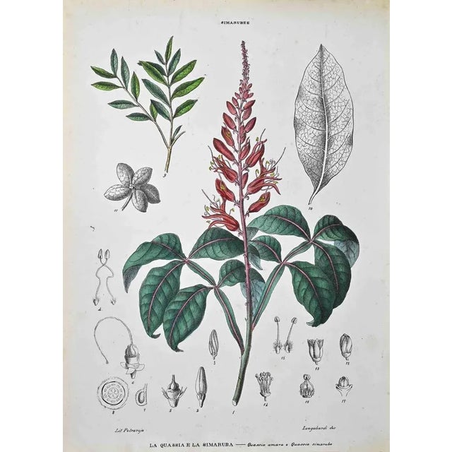 Lithograph hand watercolored. Plate from "Atlante di Botanica popolare ossia Illustrazione di Piante Notevoli di ogni...