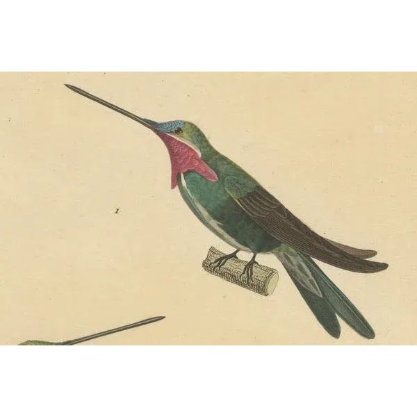 Mid 19th Century Huet & Prêtre, Hummingbird Illustrations, 1838, Paper For Sale - Image 5 of 6