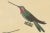 Mid 19th Century Huet & Prêtre, Hummingbird Illustrations, 1838, Paper For Sale - Image 5 of 6