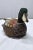 Indonesian Decoy Duck For Sale - Image 4 of 9