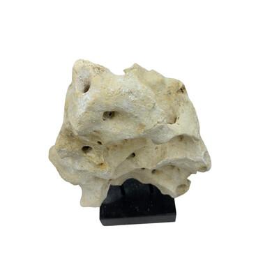 2010s Indonesian Coral Stone On Teak Stand For Sale - Image 5 of 5