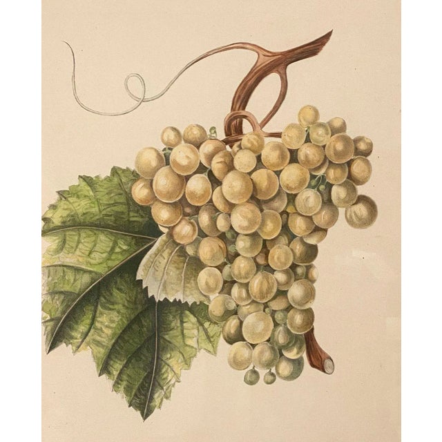Early 19th Century Print From Botanical Study of Fruits and Nuts by Duhamel Du Monceau, Early 19th Century For Sale - Image 5 of 6