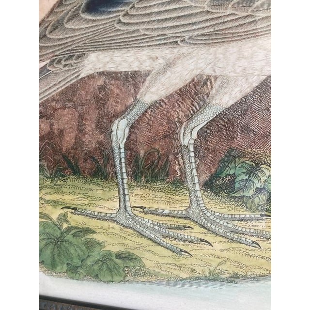Audubon 3 Bird Print Framed For Sale - Image 13 of 15