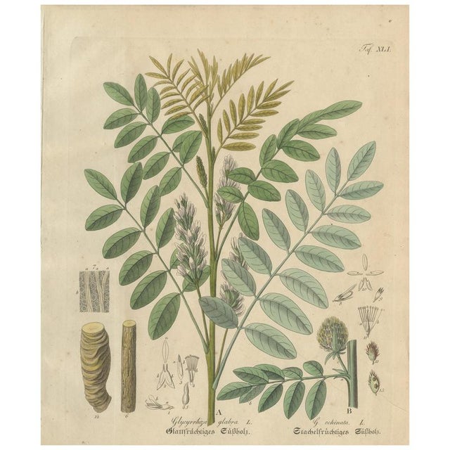 Glycyrrhiza Glabra & Echinata, 1800s, Paper For Sale - Image 10 of 10