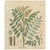 Glycyrrhiza Glabra & Echinata, 1800s, Paper For Sale - Image 10 of 10