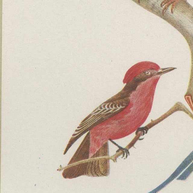 After Descourtilz, Racket-Tailed Motmots and Kingfishers, 1944, Paper For Sale - Image 4 of 12
