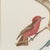 After Descourtilz, Racket-Tailed Motmots and Kingfishers, 1944, Paper For Sale - Image 4 of 12