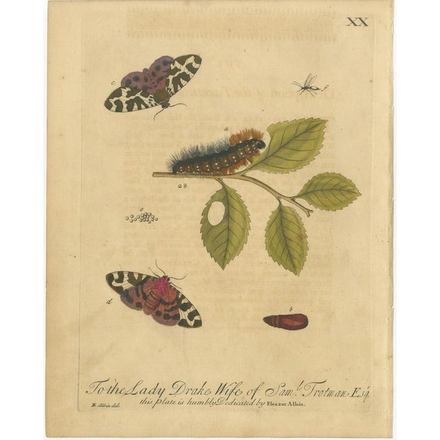 Early 18th Century Albin, Moths & Caterpillars Common Rustic, Drab & Tiger Moths, 1720, Prints, Set of 4 For Sale - Image 5 of 10