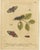 Early 18th Century Albin, Moths & Caterpillars Common Rustic, Drab & Tiger Moths, 1720, Prints, Set of 4 For Sale - Image 5 of 10