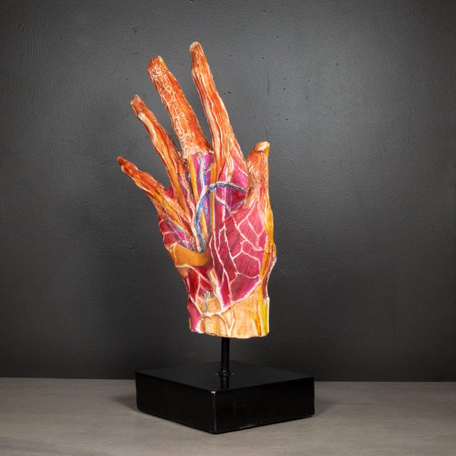 Early 20th Century Early 20th C. French Medical Hand Model c.1920 For Sale - Image 5 of 8