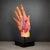 Early 20th Century Early 20th C. French Medical Hand Model c.1920 For Sale - Image 5 of 8