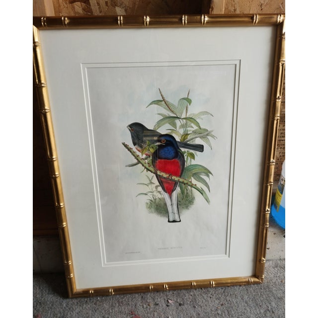 Mid 20th Century Rare to Find Hand Colored John Gould British Artist Bird Monographs - Pair For Sale - Image 4 of 12