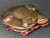 Chinese Chinese Art Carved Tiger Eye Stone Turtle Sculpture on Wooden Display Stand For Sale - Image 3 of 11