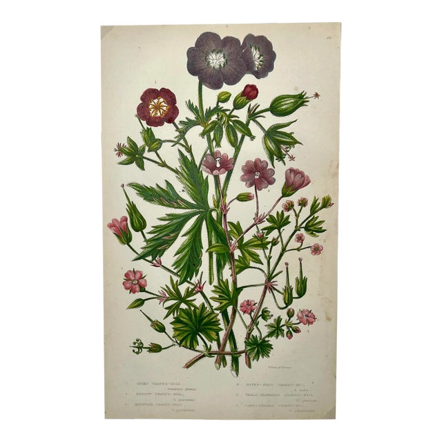 Antique Hand Colored Botanical Print /Illustration by W Dikes Co Demonstrating Various Types of Cranes-Bill Flowers From England- Circa 1870 For Sale