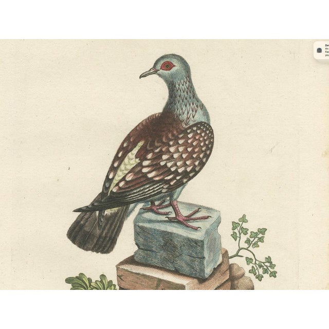 After George Edwards, Pigeon, Copperplate Engraving, 1770 For Sale - Image 4 of 9