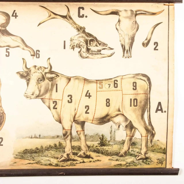 Vintage Educational Butchering Chart | Chairish