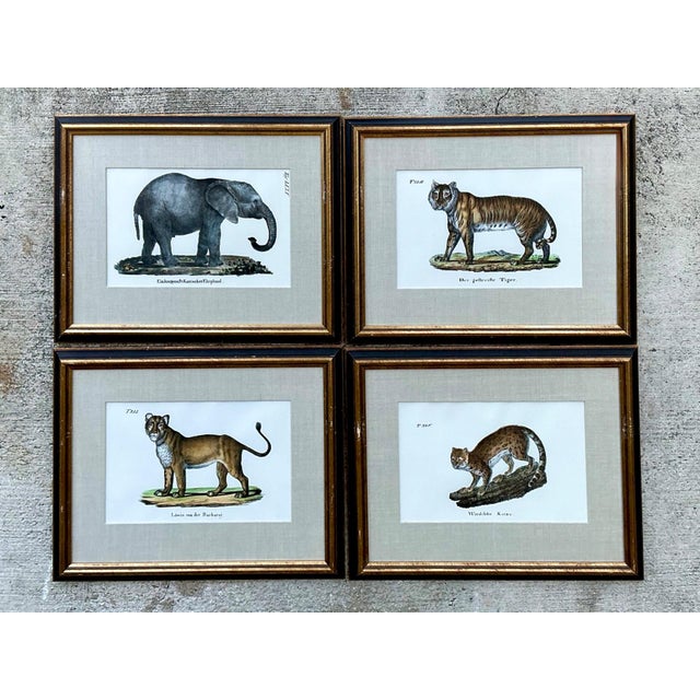 2020s Vintage Framed Animal Illustrations - Set of 4 For Sale - Image 5 of 13