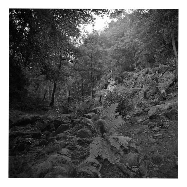 Paul Cooklin, Trees, Edition of 50 For Sale