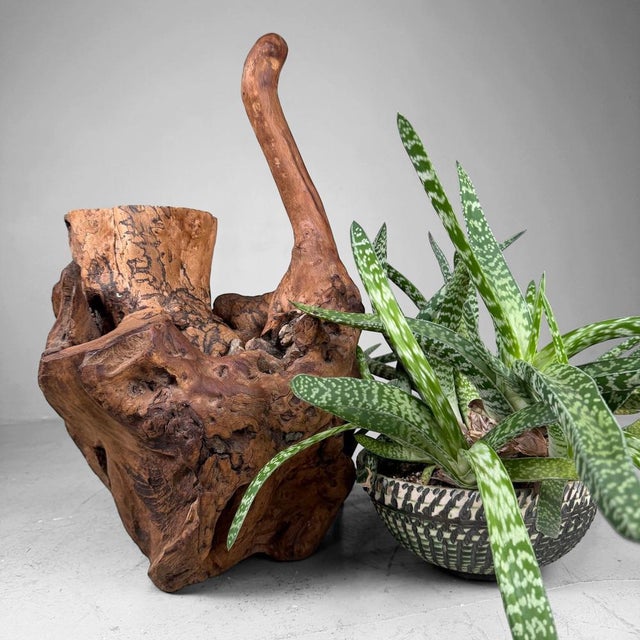 Japanese Koboku Root Wood Sculpture, 1960s For Sale - Image 6 of 16