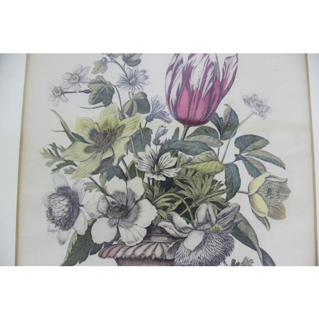 Wood Antique Coloured Botanical Illustration Engraving Antique Wood and Plaster Frame Floral French Art For Sale - Image 7 of 11