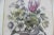 Wood Antique Coloured Botanical Illustration Engraving Antique Wood and Plaster Frame Floral French Art For Sale - Image 7 of 11