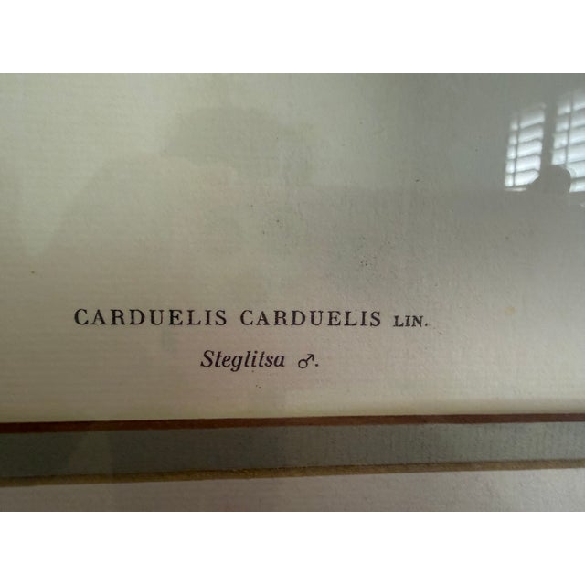 Traditional Antique Bird Print: Cardulis by Ethan Allen For Sale - Image 3 of 11
