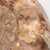 15th Century & Earlier Large Ammonite Fossil Unique Accent For Sale - Image 5 of 16