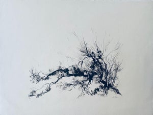 Anna Ticho, German Israeli Expressionist Abstract Bush in Judea Lithograph