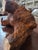 Brown Cast Iron Bear With Rusty Finish For Sale - Image 8 of 13