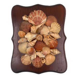 Vintage Sailors Valentine Style Scallop Shell Wall Plaque