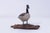 Traditional William Porterfield Carved Wood Canadian Goose For Sale - Image 3 of 15