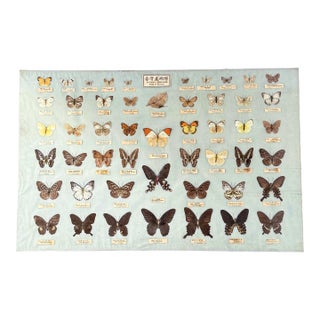 Vintage 1960s–1970s Taiwanese Butterfly Specimen Entomology Display, 34” For Sale